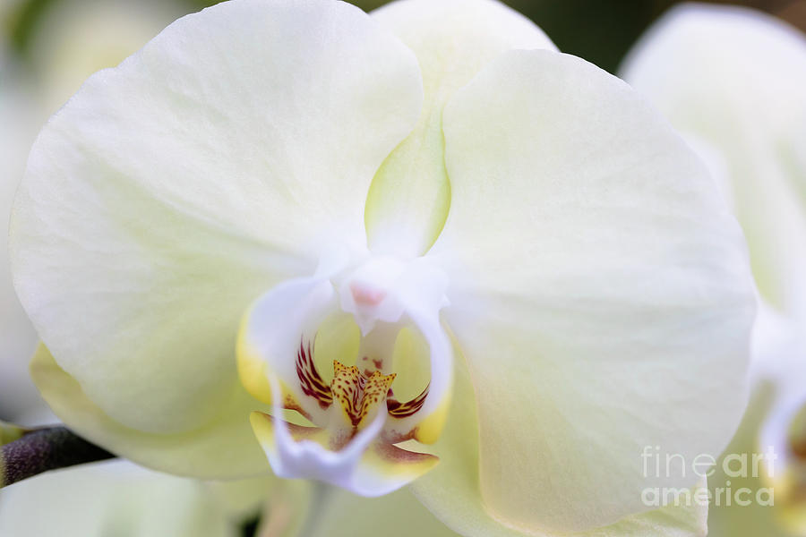White Phalaenopsis Amabilis Orchid Photograph