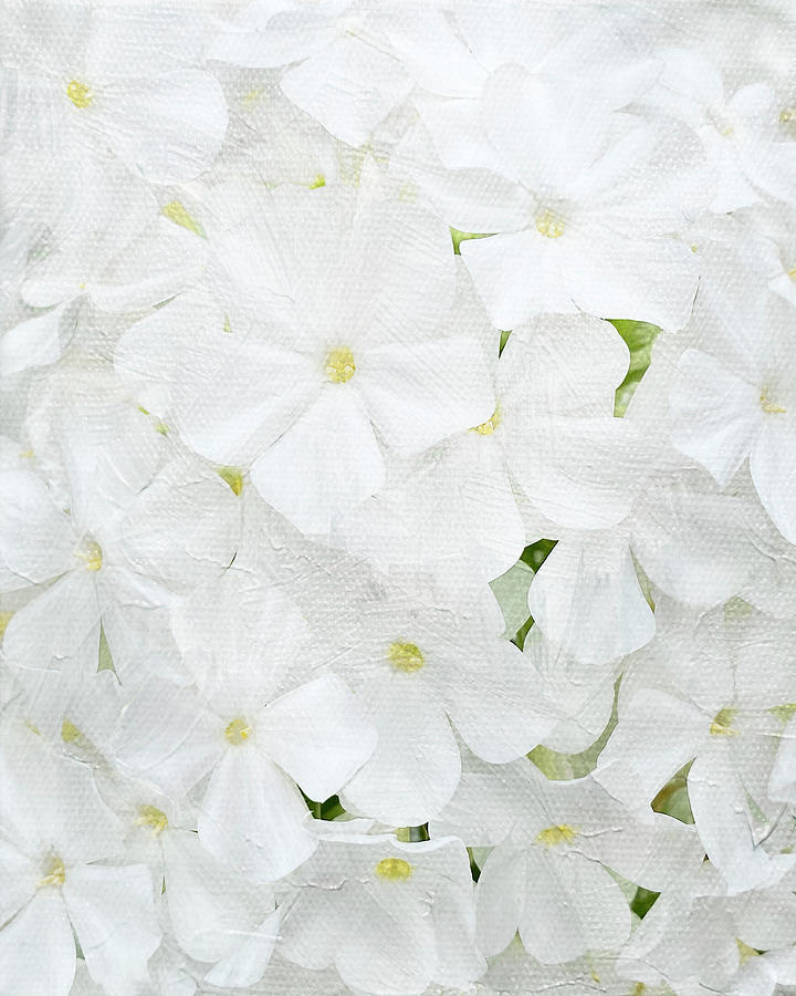 White Phlox Painterly Vertical Photograph by Patti Deters