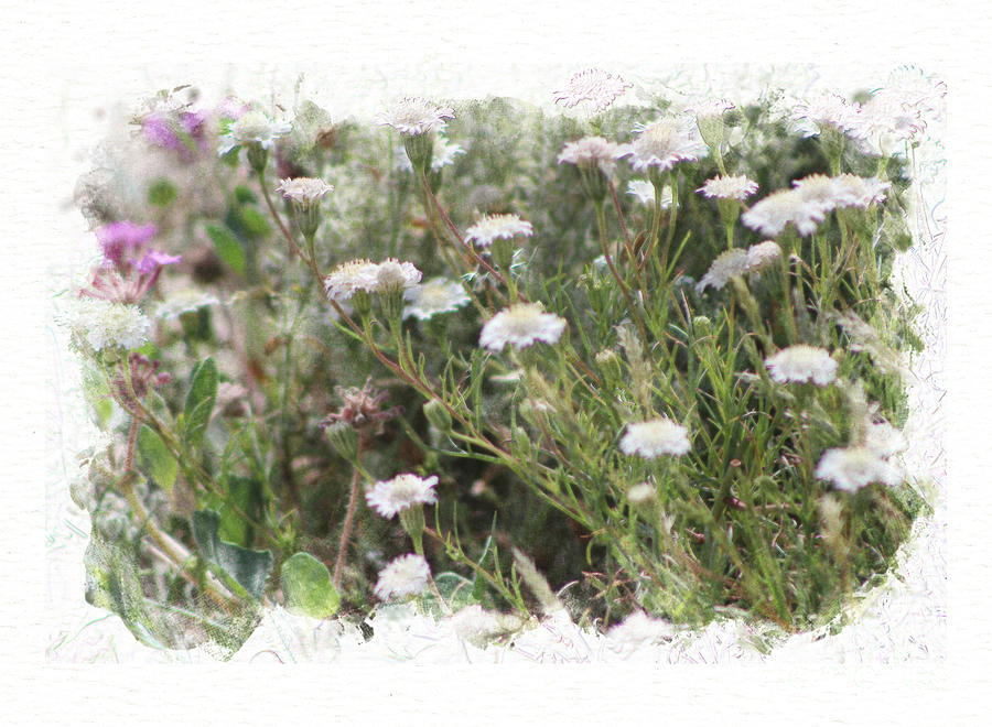 White Pincushion Wildflowers Digital Watercolor Coachella Valley Preserve Photograph by Colleen Cornelius