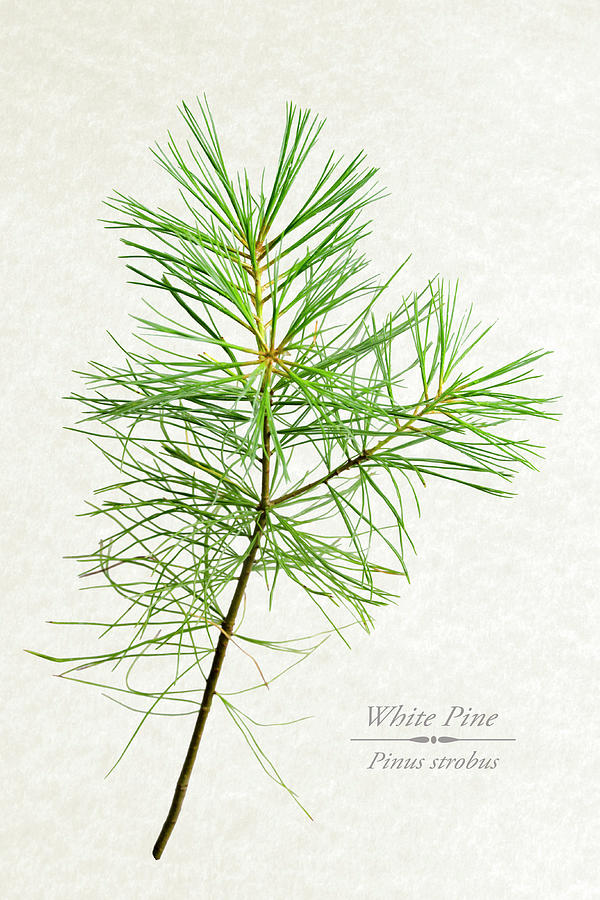 Tree Mixed Media - White Pine by Christina Rollo
