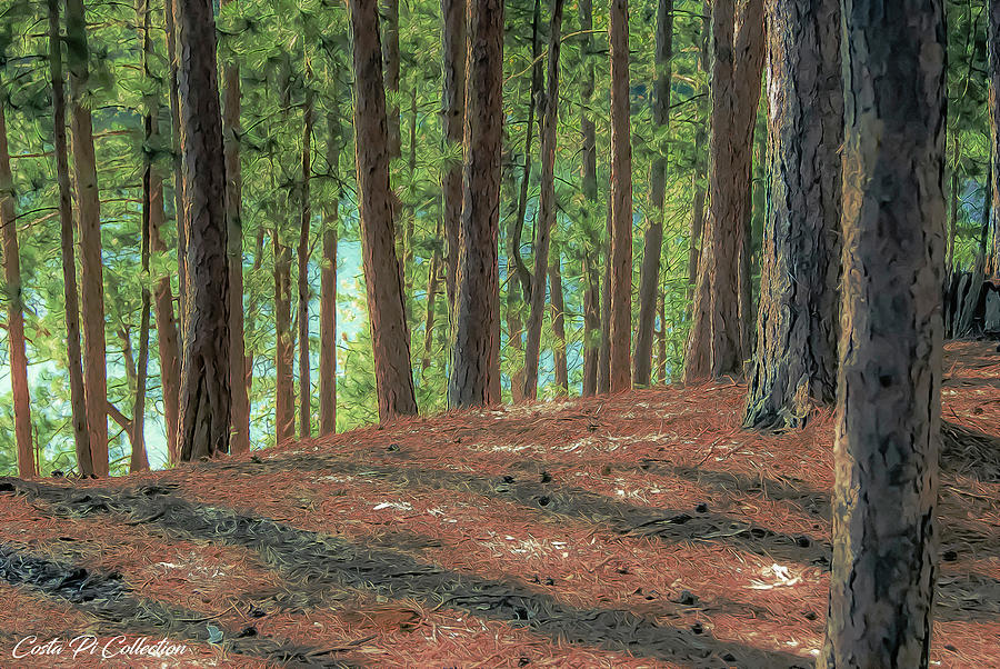 White Pine Forest Photograph by Costa Pi - Fine Art America