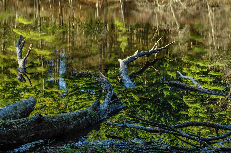 Nature Photograph - White Pine Reflections by Bob Grabowski