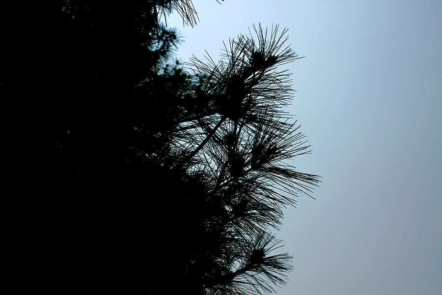 White Pine Silhouette - The Gardens - May 2023 Photograph by Joseph A Langley White Pine Silhouette - The Gardens - May 2023 Photograph by Joseph A Langley