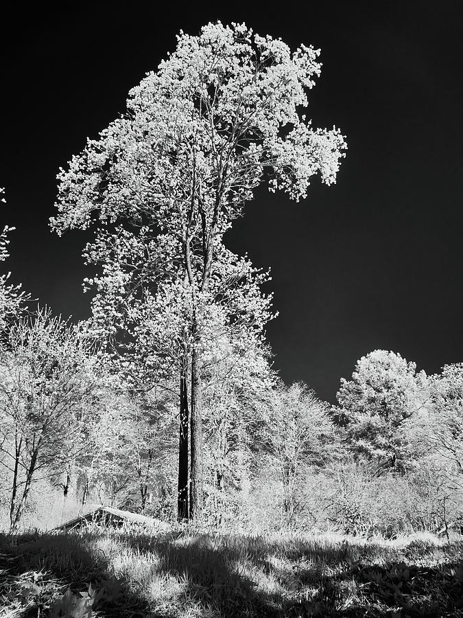 White pines black sky. Infrared photography bw Photograph by Jouko Lehto
