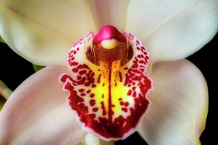 White Pink Orchid Close Up Photograph by Garry Gay
