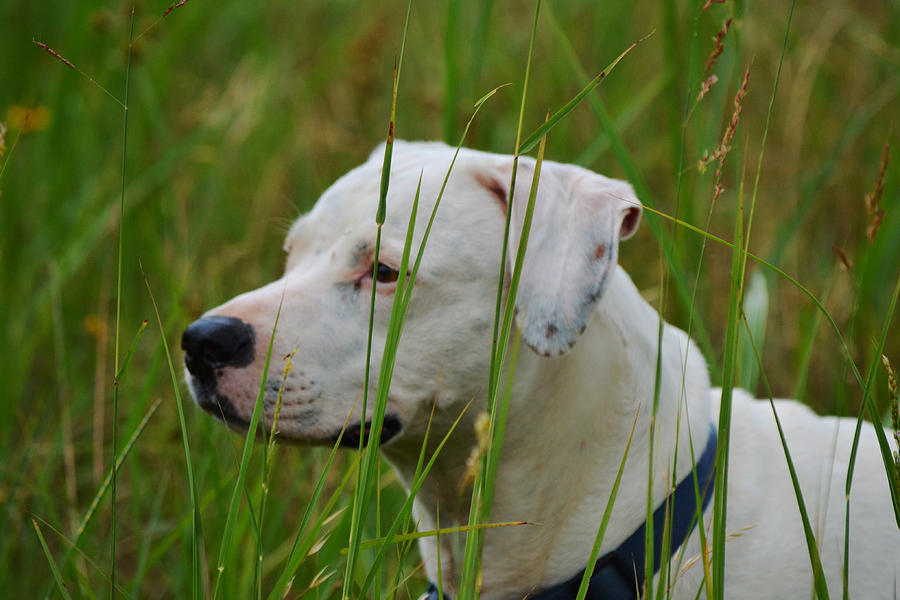 White Pit Bull Dog In Grassy Meadow Photograph