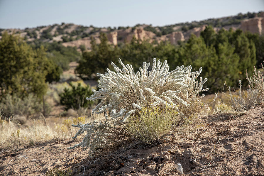 White plant in New Mexico Desert  Photograph by John McGraw