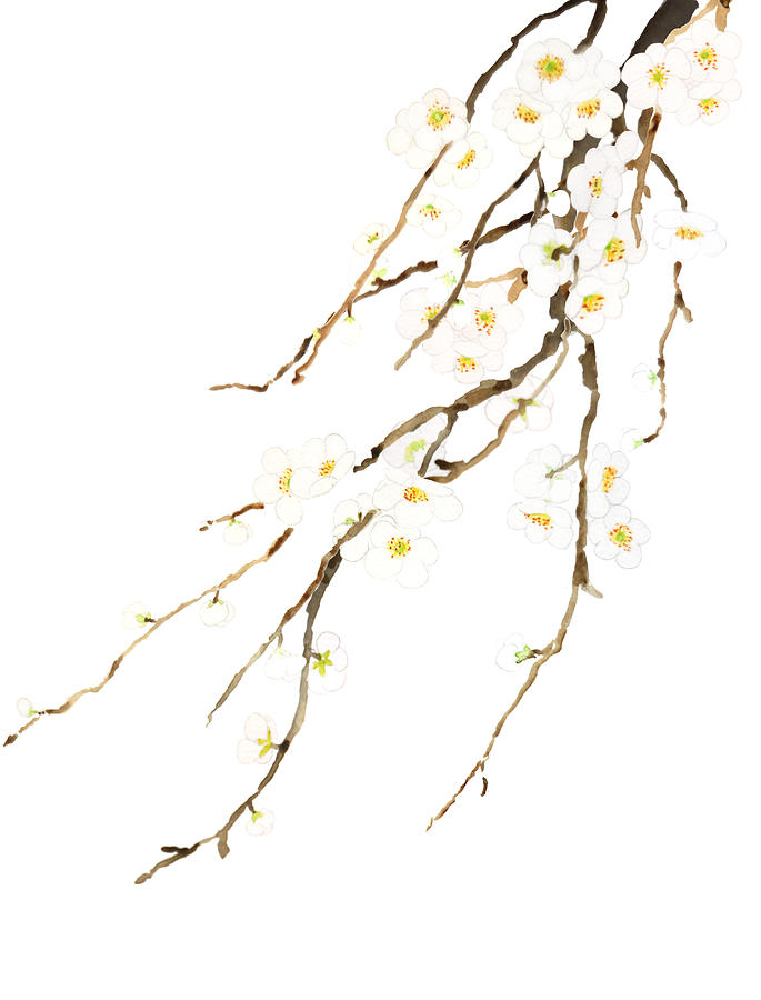 White Plum Flowers Blossom Watercolor Painting by Color Color