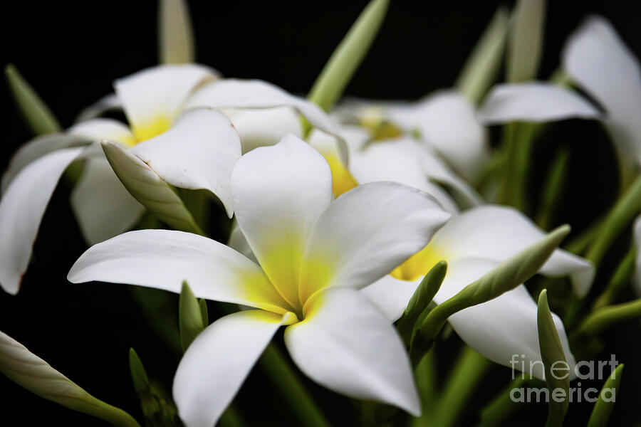 White Plumeria Flower Photograph by Brigitte Blanchette Thompson White Plumeria Flower Photograph by Brigitte Blanchette Thompson