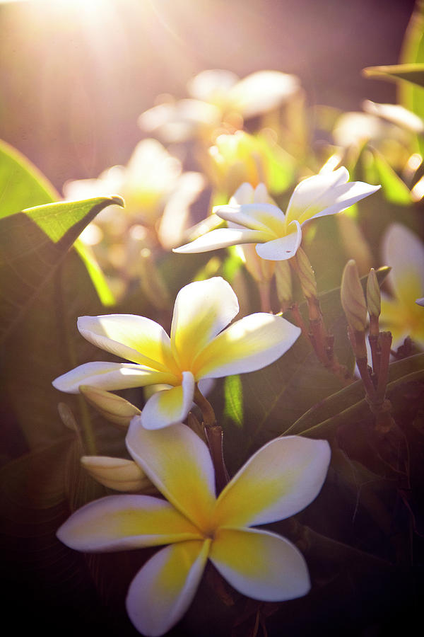 Flower Photograph - White Plumeria Glowing Summer Blooms by James Hunt