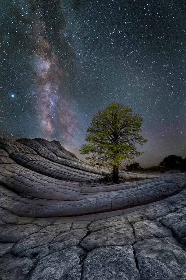 White Pocket Milky Way Tree Photograph by Michael Ash