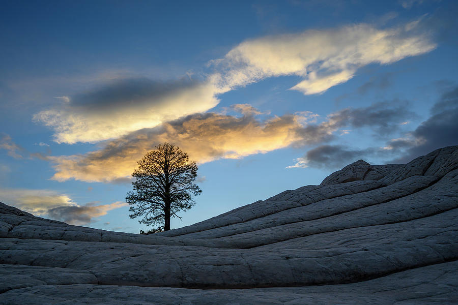 White Pocket Tree Photograph by Greg Vaughn | Fine Art America