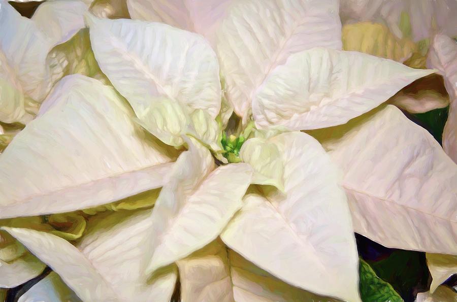White Poinsettia Photograph by Alison Frank