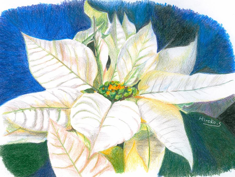 Still Life Drawing - White Poinsettia by Hiroko Stumpf