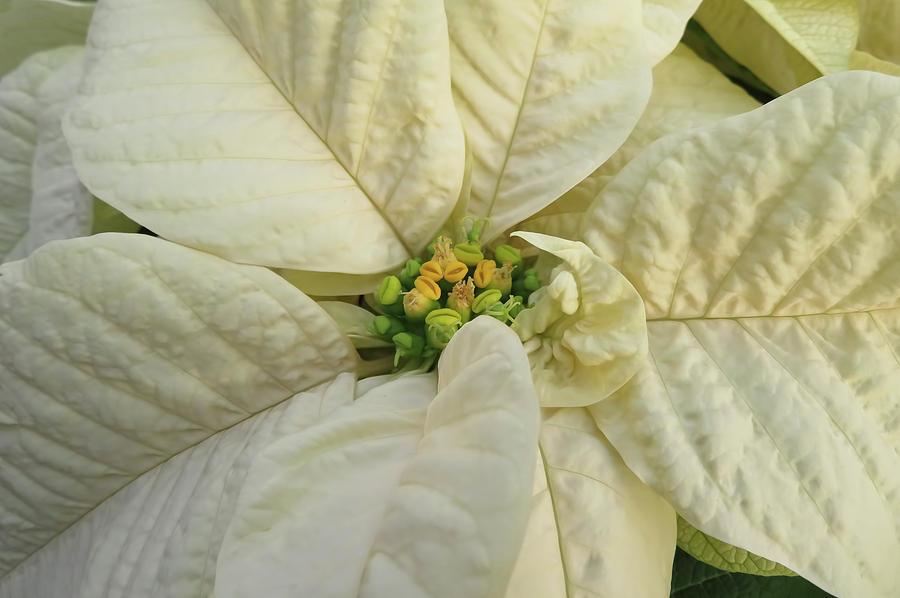 White Poinsettia Photograph