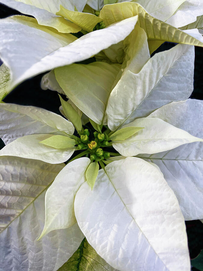 White Poinsettias Photograph by Denise Harty - Fine Art America