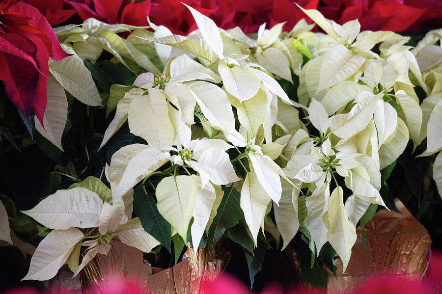 White Poinsettias in Full Holiday Bloom Photograph by Bonnie Colgan