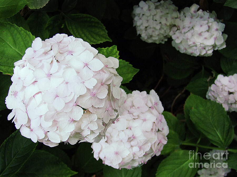 White pom poms Photograph by Ros Turner - Fine Art America