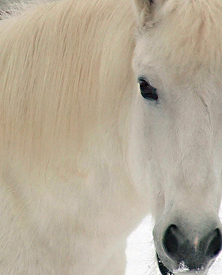 White Pony in Profile Photograph by Wayne King