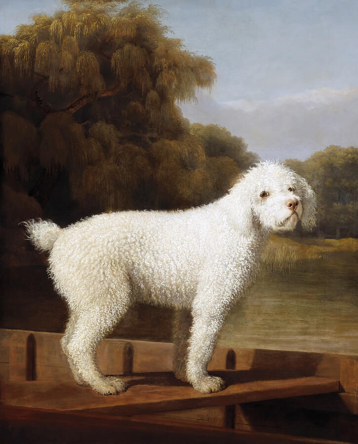 George Stubbs Painting - White Poodle in a Punt by George Stubbs by Mango Art