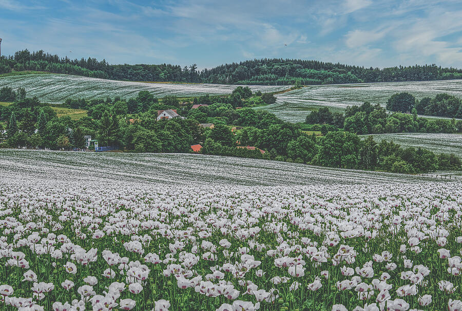 White Poppies Field Photograph