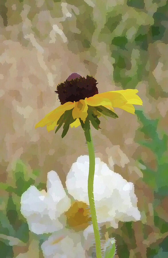 White Poppy and Black Eyed Susan  Mixed Media by Shelli Fitzpatrick
