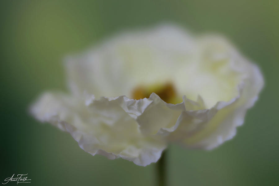 White Poppy Photograph by Ariel Faith