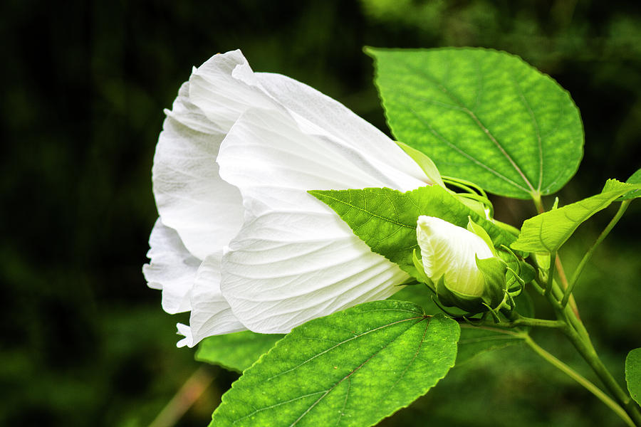White Hibiscus Bloom and Bud in the Croatan National Forest Photograph by Bob Decker