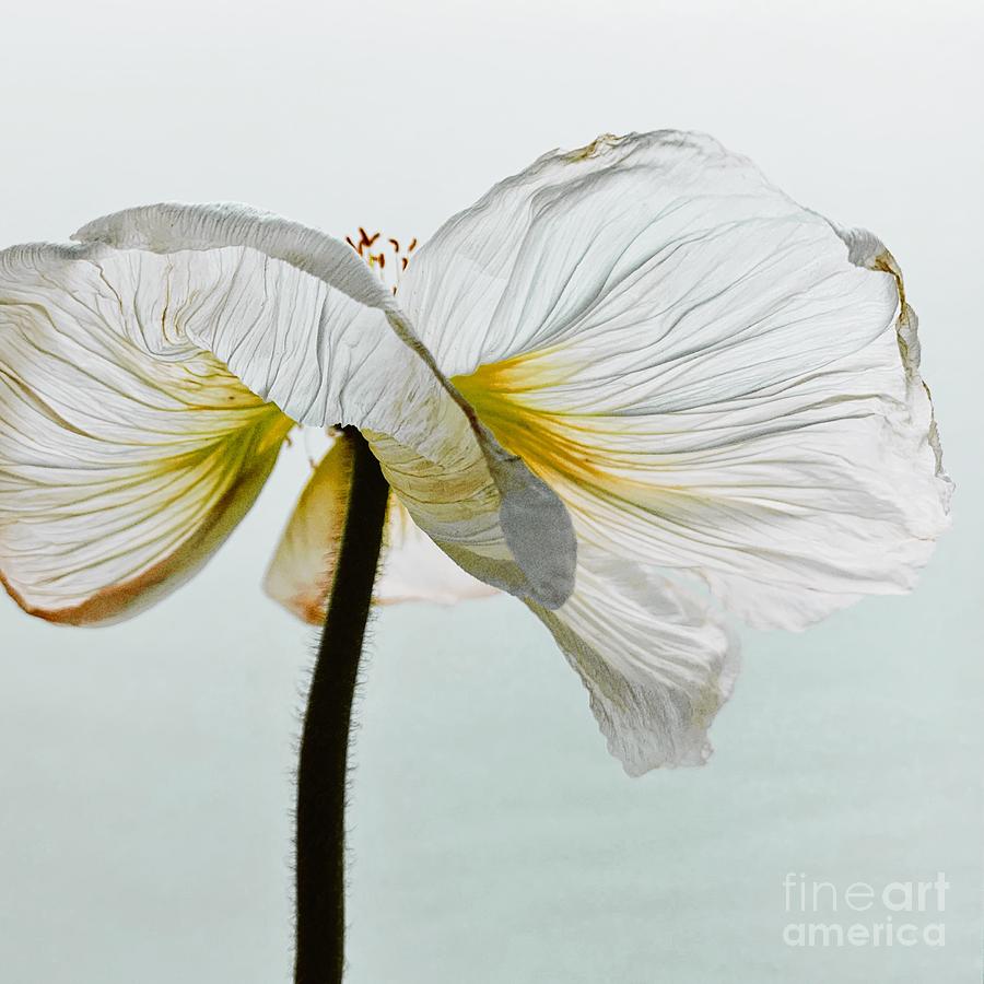 Poppy Photograph - White Poppy by Christine Mignon