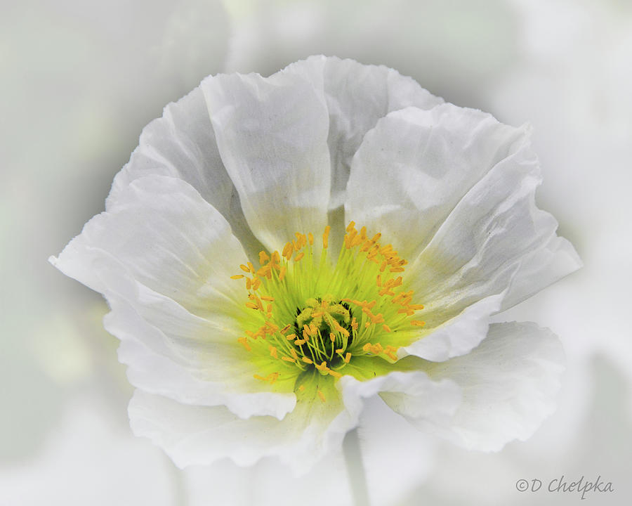 remembrance-day-why-do-people-wear-a-white-poppy-lbc