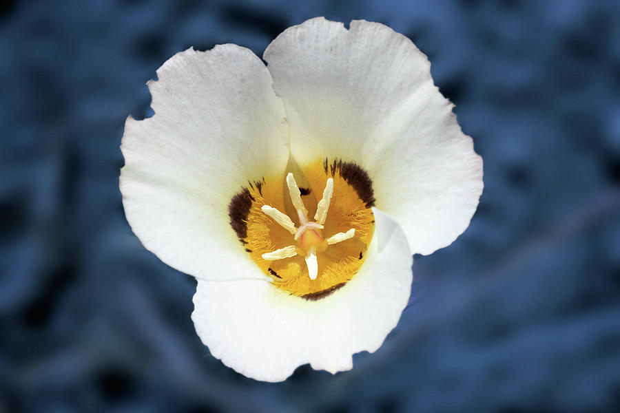 White Poppy Photograph by James Eddy
