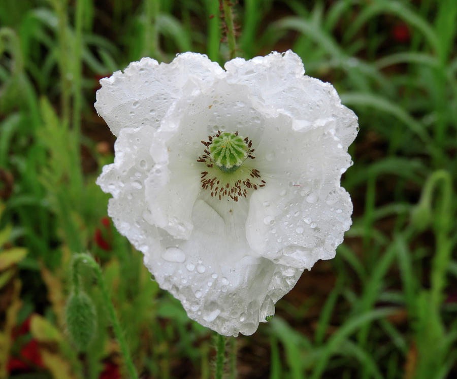 White Poppy Photograph by Joshua Bales