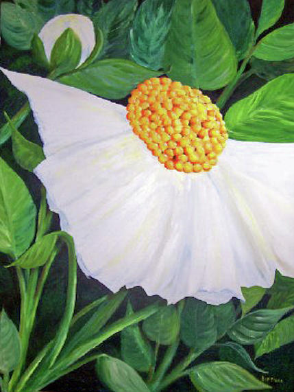 White Poppy Painting by Sue Dinenno