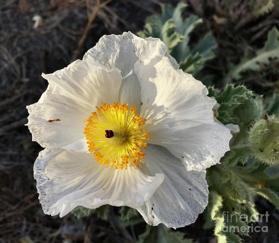 White Prickly Poppy Photograph by Becky Miller | Fine Art America