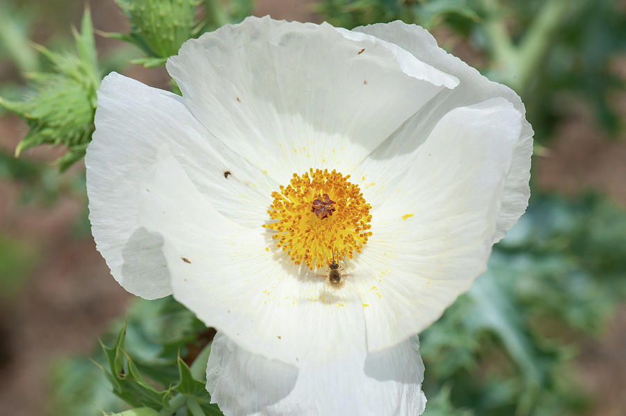 White Prickly Poppy Photograph by Doug Wittrock