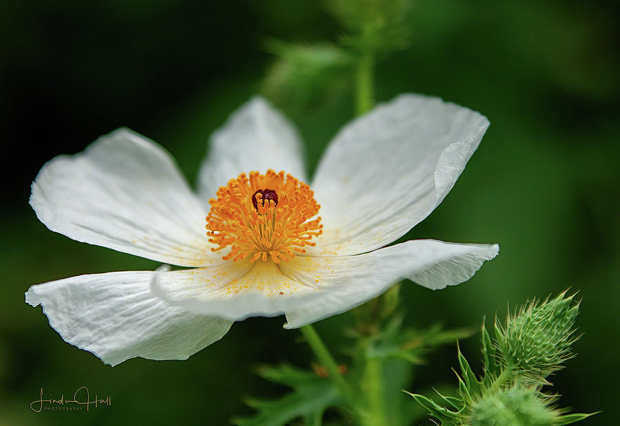 Flower Photograph - White Prickly Poppy by Linda Lee Hall