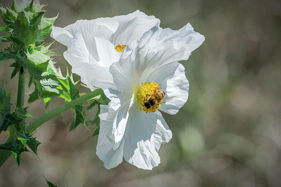 White Prickly Poppy Pollinator Photograph by Debra Martz