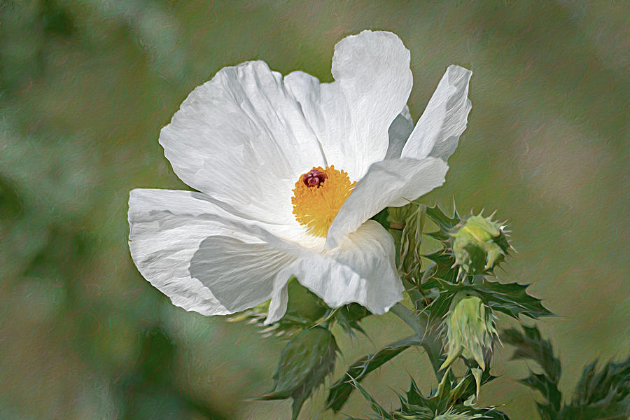 White Prickly Poppy - Wildflower - Painterly Photograph by Debra Martz