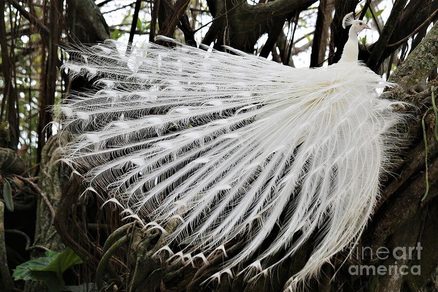 White Pride Photograph by Stirling Perkins - Fine Art America