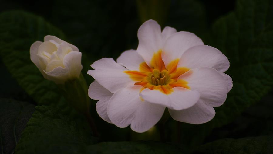 - White Primula 3 Photograph by THERESA Nye