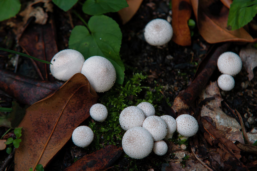 White  Puffballs Photograph by Jenny Rainbow