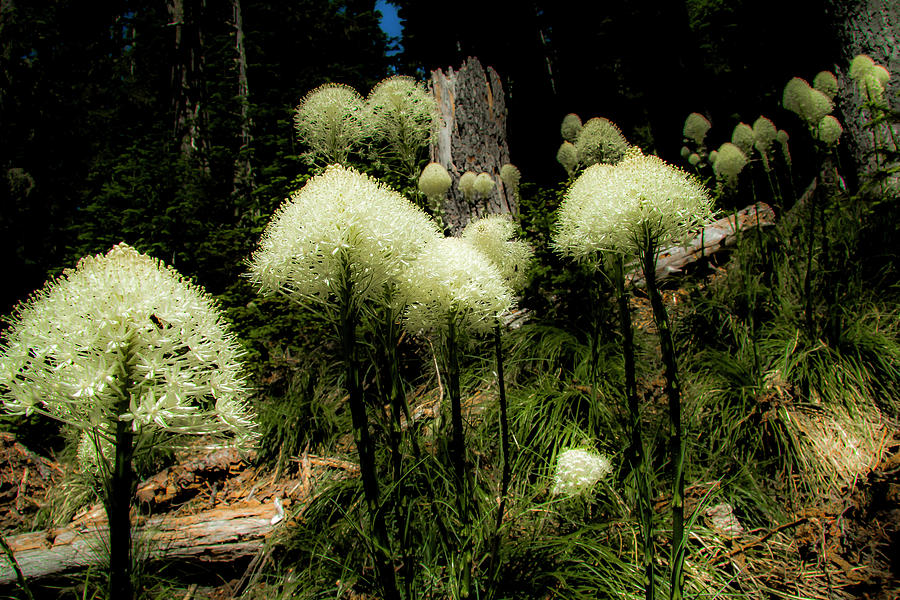 White Puffs of Bear Grass Photograph by Doug Scrima