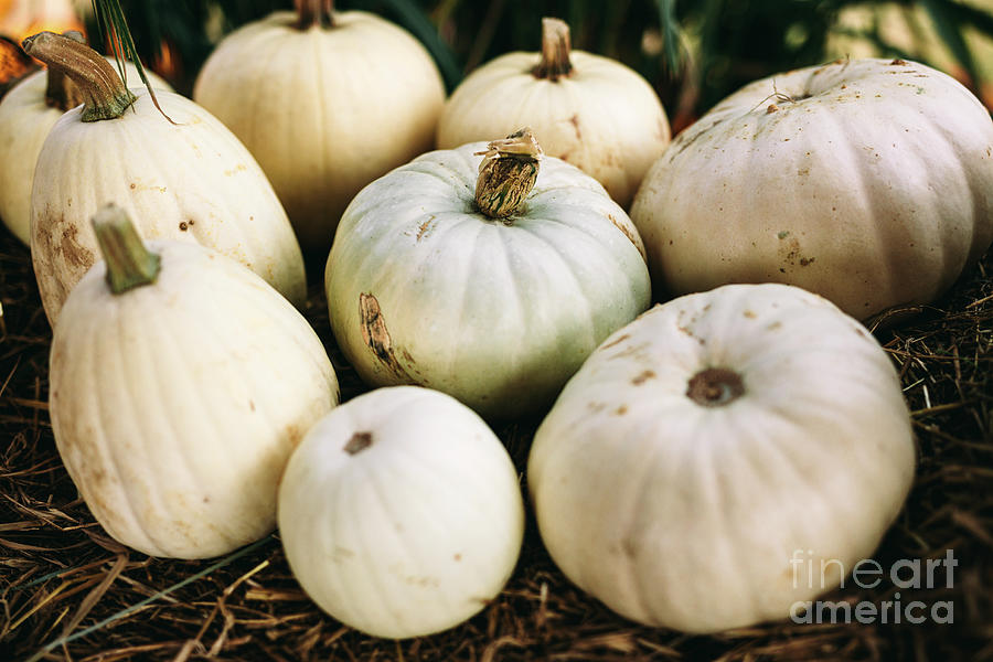 White Pumpkins Lying On Hay. Halloween And Thanksgiving Photograph