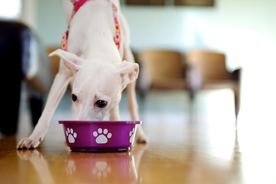 White puppy eating from dog dish. Photograph by Melissa Ross