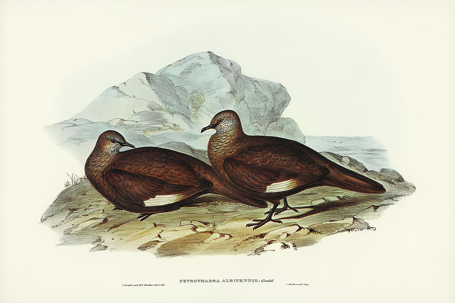 John Gould Drawing - White-quilled Rock Dove, Petrophassa albipennis by John Gould