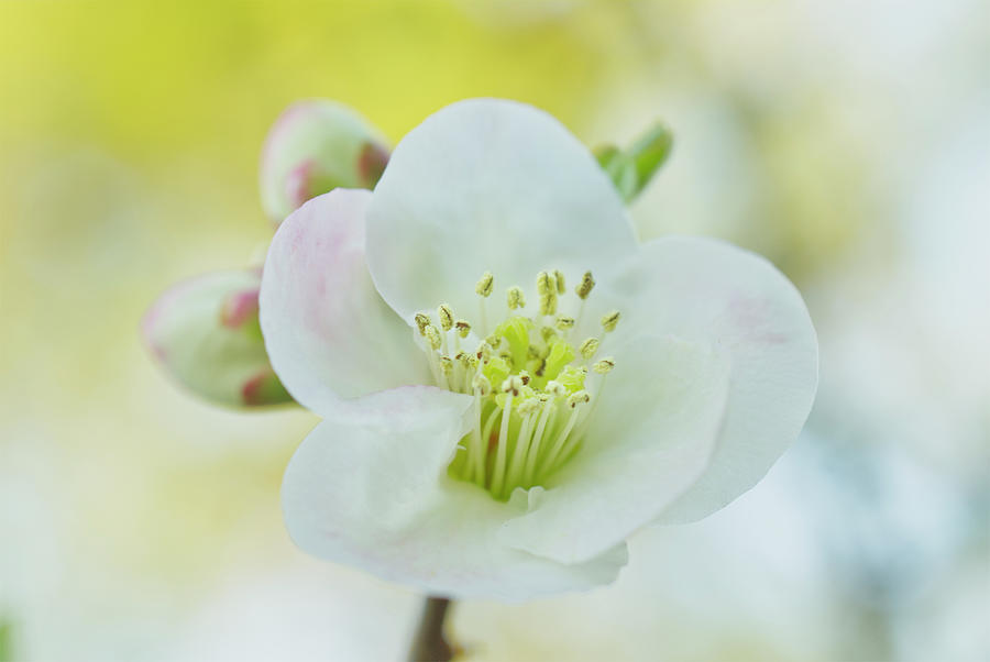 Spring Photograph - White Quince Blossom with hint of pink by Iris Richardson