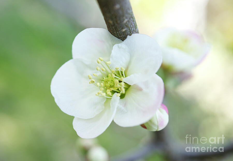 White Quince Flower 03162024 Photograph by Iris Richardson