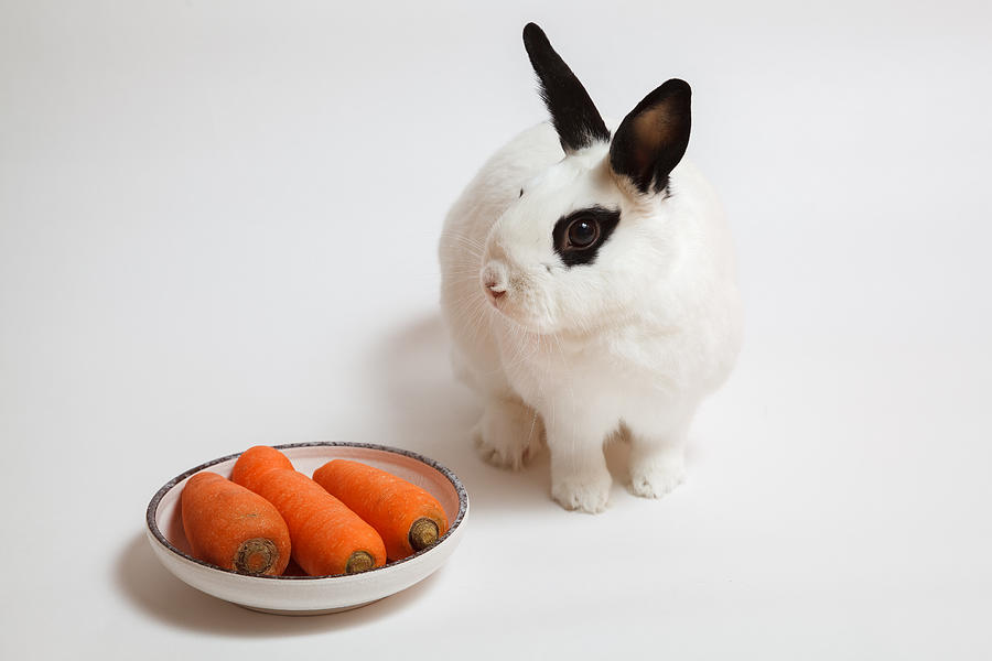 White Rabbit and Carrots (Rescued Korean rabbit) Photograph by Light of Peace