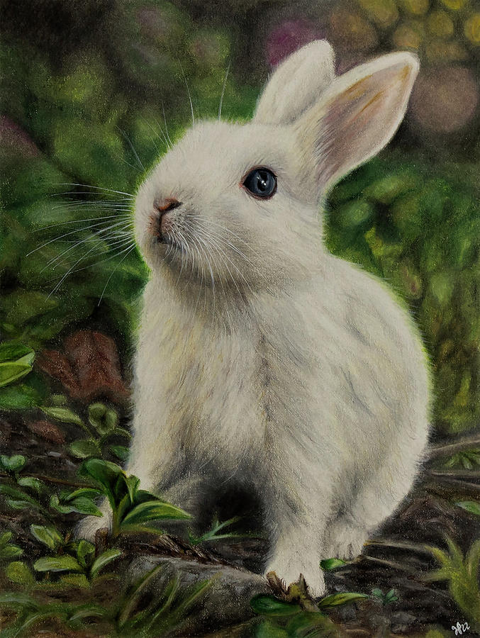 White Rabbit Drawing By Jennifer Pansegrau - Fine Art America