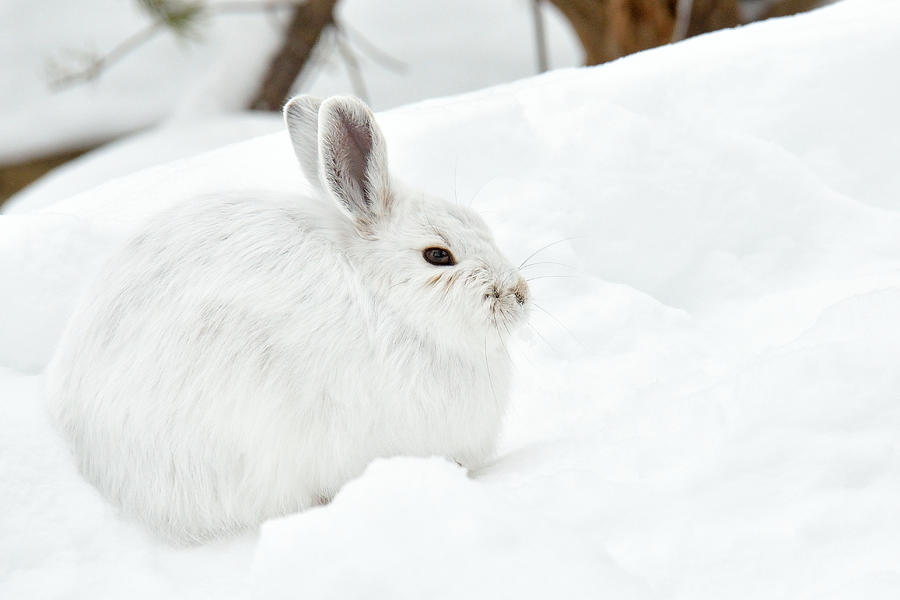 White rabbit photographed in the snow Photograph by photos_martYmage